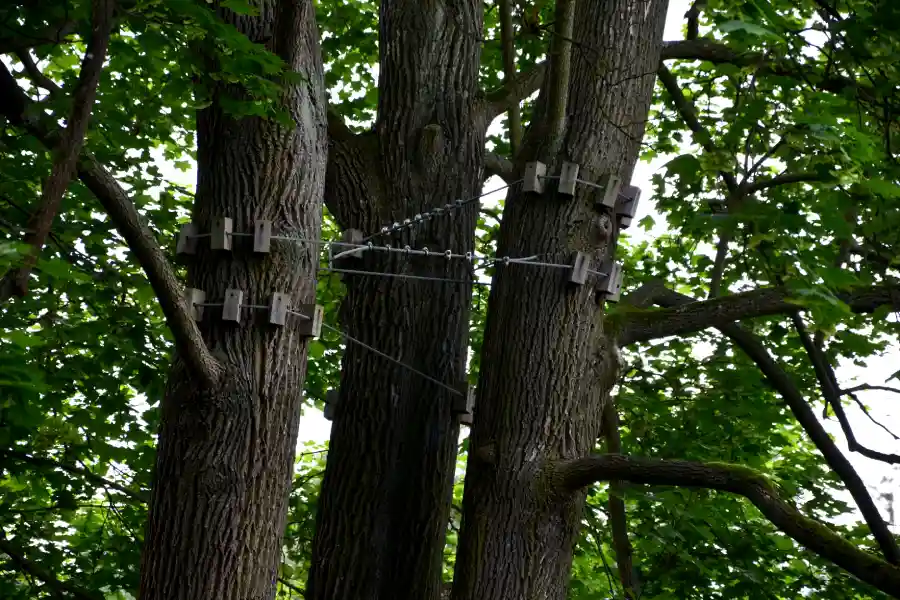 Tree Cabling