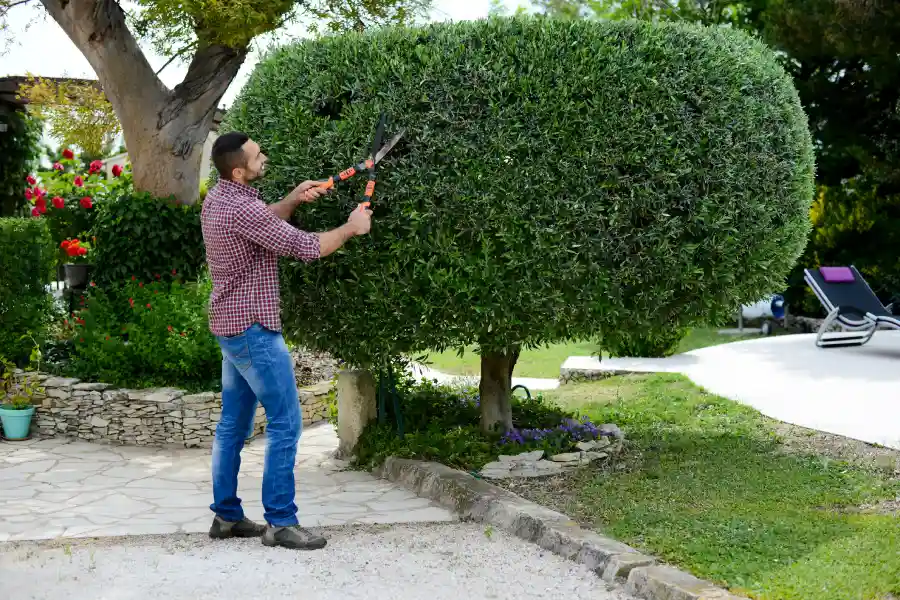 Tree Trimming
